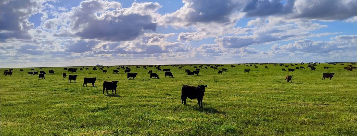 Hacienda negra pastando en una pastura verde, con el horizonte bajo.